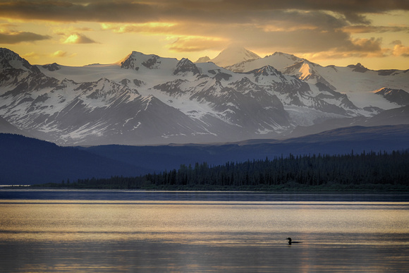 Loon in Paxon Lake in the Alaska Range