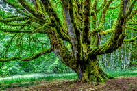 Olympic National Park