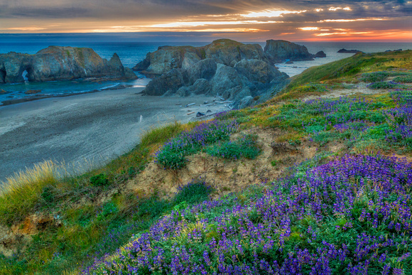 Lupine at Coquille Point,  Bandon OR