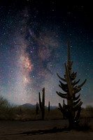 Milky Way and a unique 80-arm saguaro cactus, Arizona.