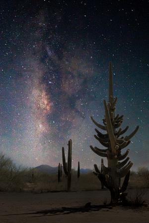 Milky Way and a unique 80-arm saguaro cactus, Arizona.