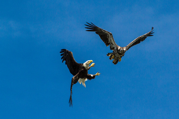 Eagles practicing aerial maneuvers, Deep Creek