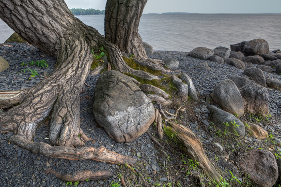 Cottenwood Roots, Lake Champlain